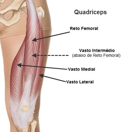 quadríceps-femoral