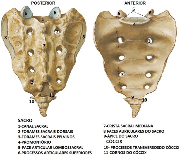 sacro-anatomia