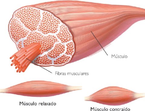 sistema-muscular-anatomia