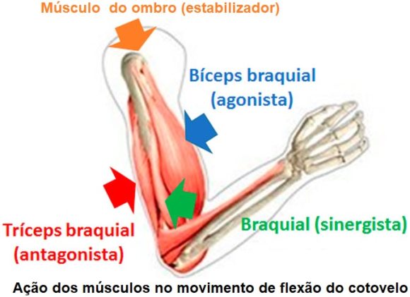 sistema-muscular-resumo