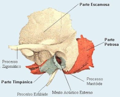 anatomia-osso-temporal