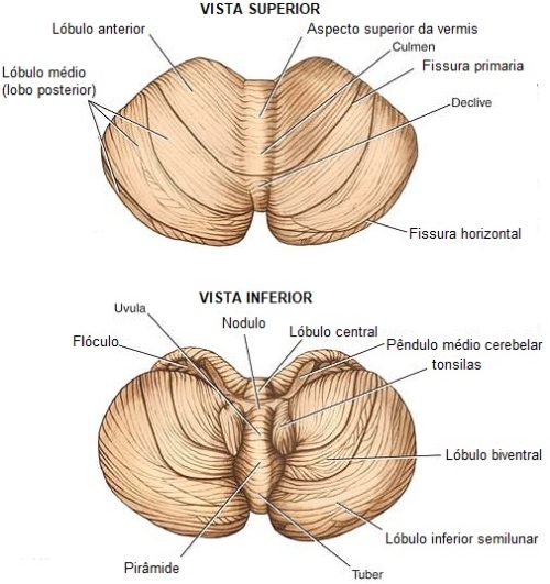 cerebelo-anatomia