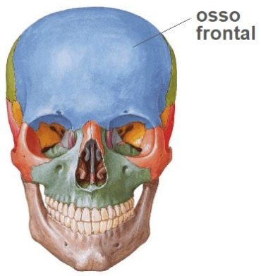 osso-frontal-anatomia