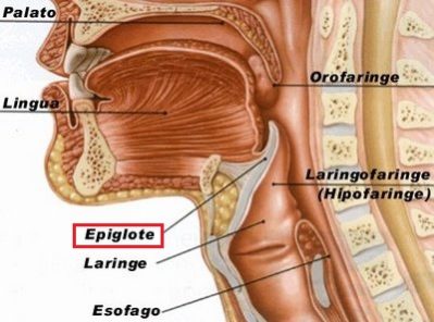 qual-a-função-da-epiglote
